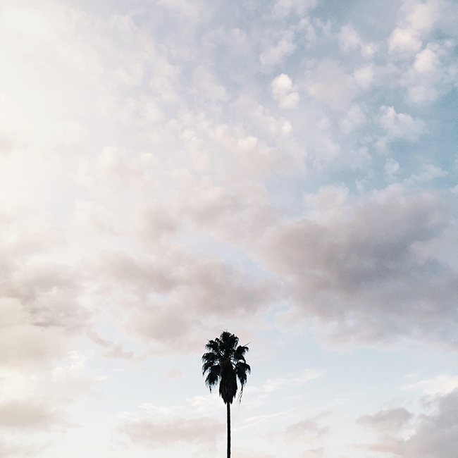 lonely palm | almost makes perfect