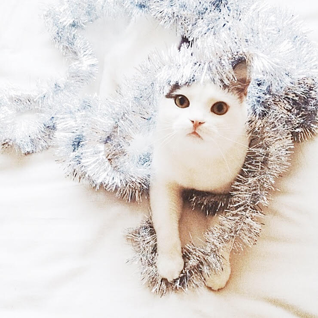 festive kitty | almost makes perfect