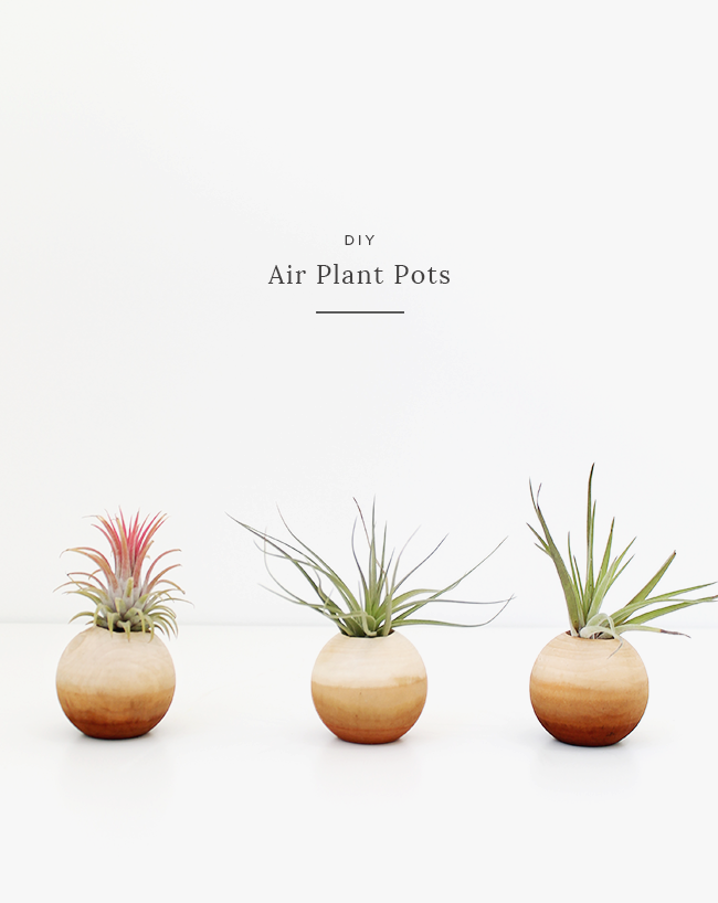 DIY air plant pots | almost makes perfect