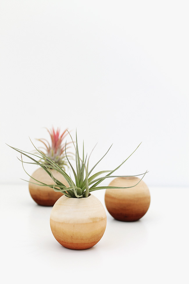 DIY air plant pots | almost makes perfect