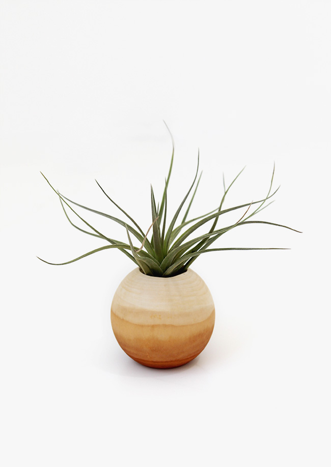 DIY air plant pots – almost makes perfect