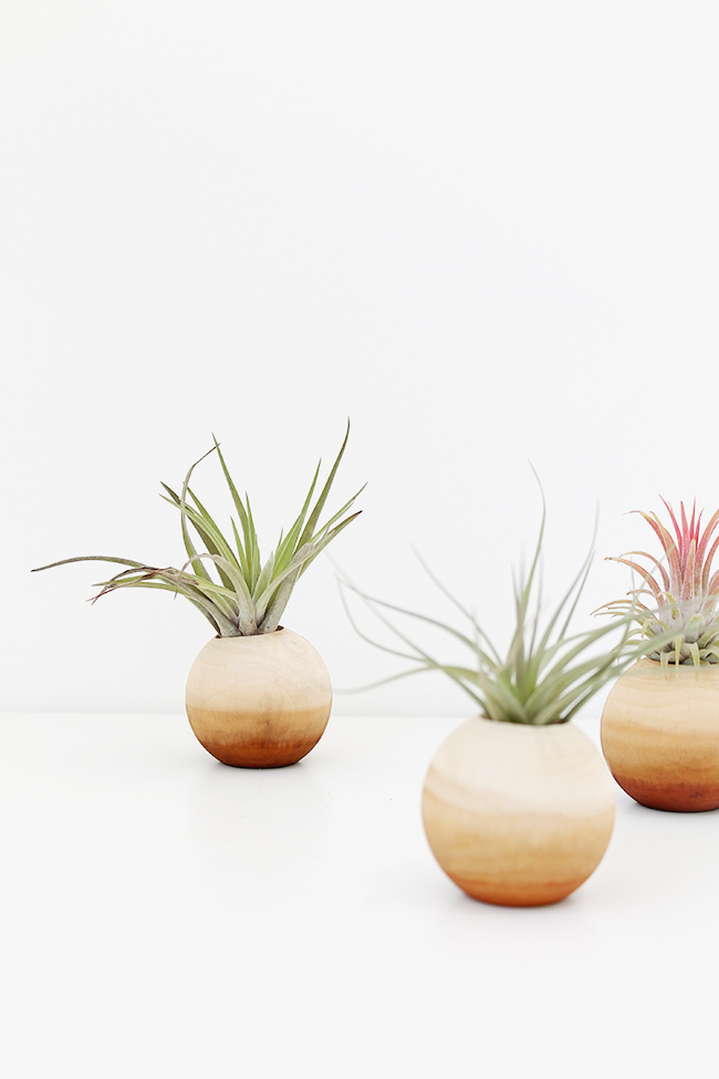 DIY air plant pots – almost makes perfect