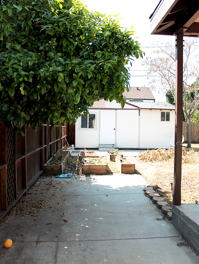 our backyard - before