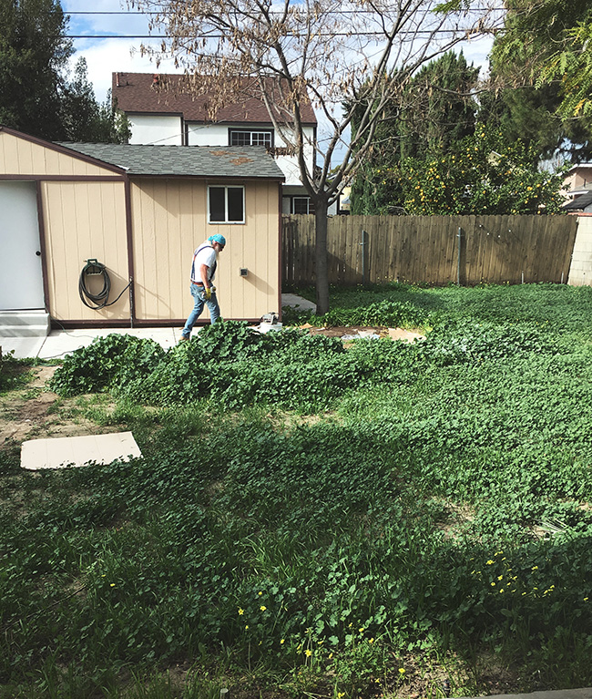 our backyard -- before