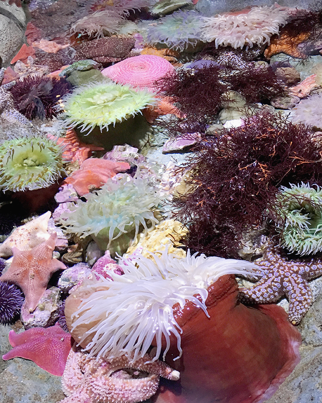 aquarium of the pacific in long beach | almost makes perfect