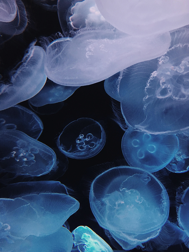 aquarium of the pacific jellyfish