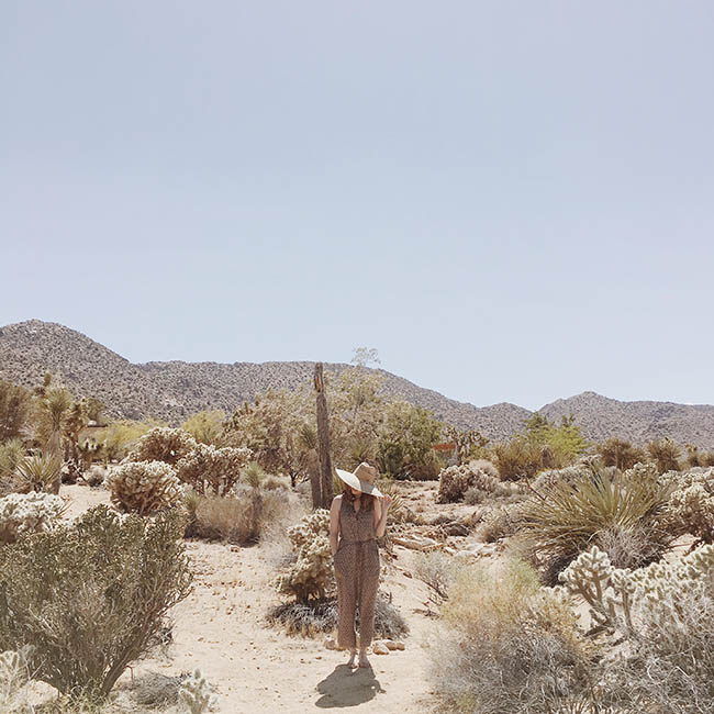 guide to joshua tree, california