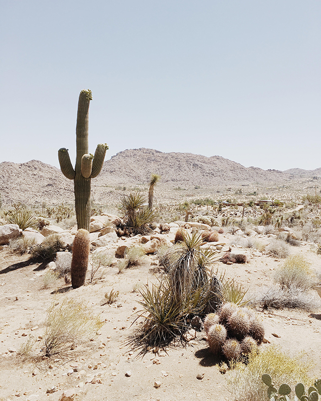 guide to joshua tree, california