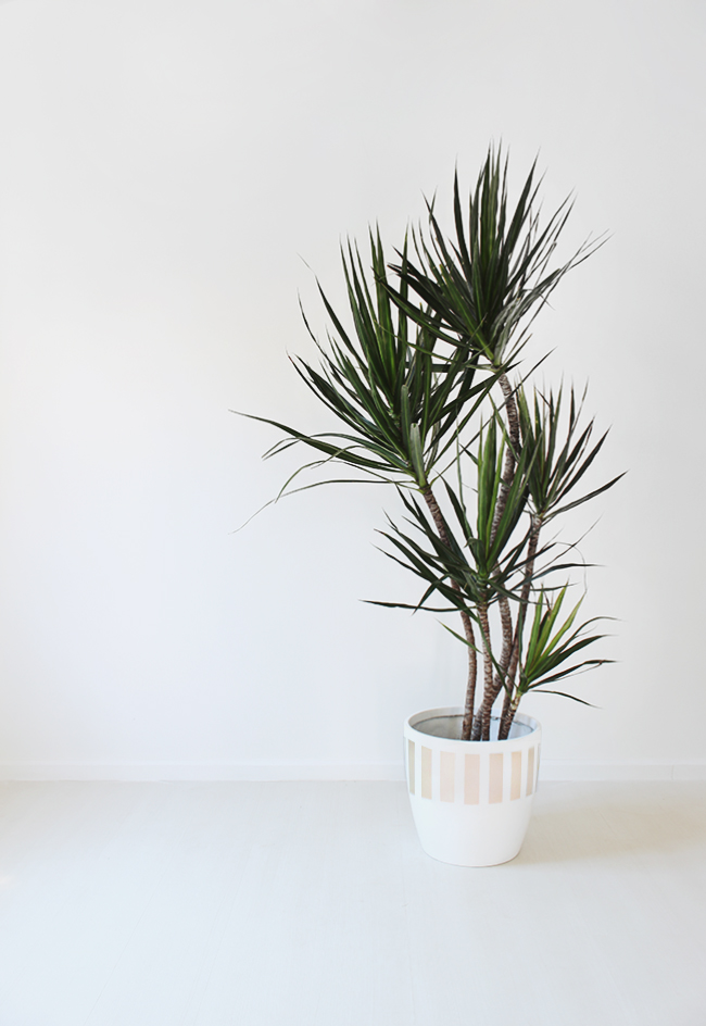 dracena