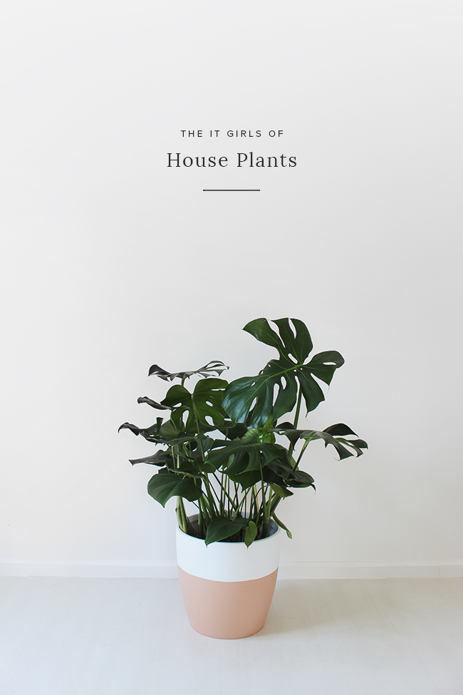 the-it-girls-of-house-plants