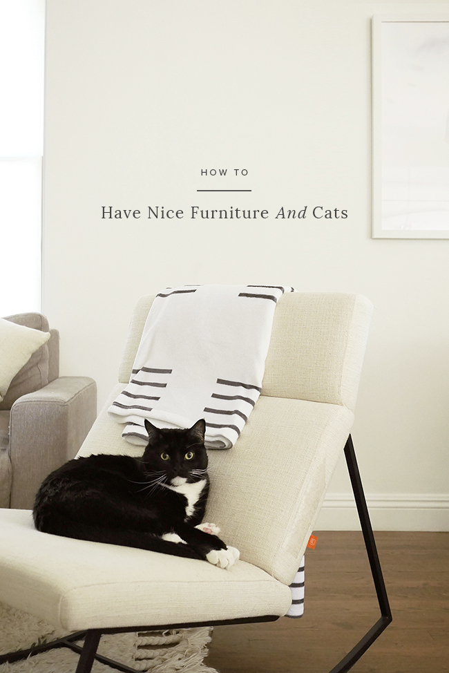 Microfiber on sale couch cats