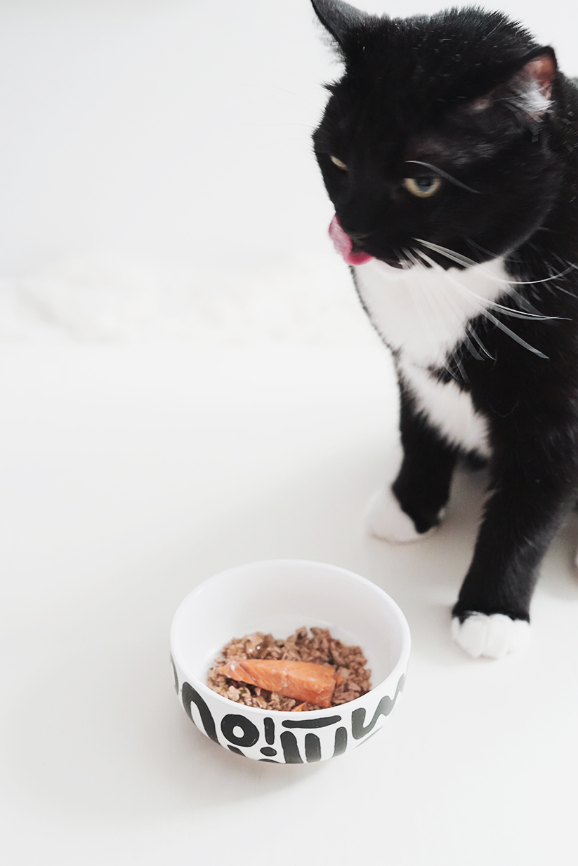 How to Make Painted Pet Bowls — The Green Mad House