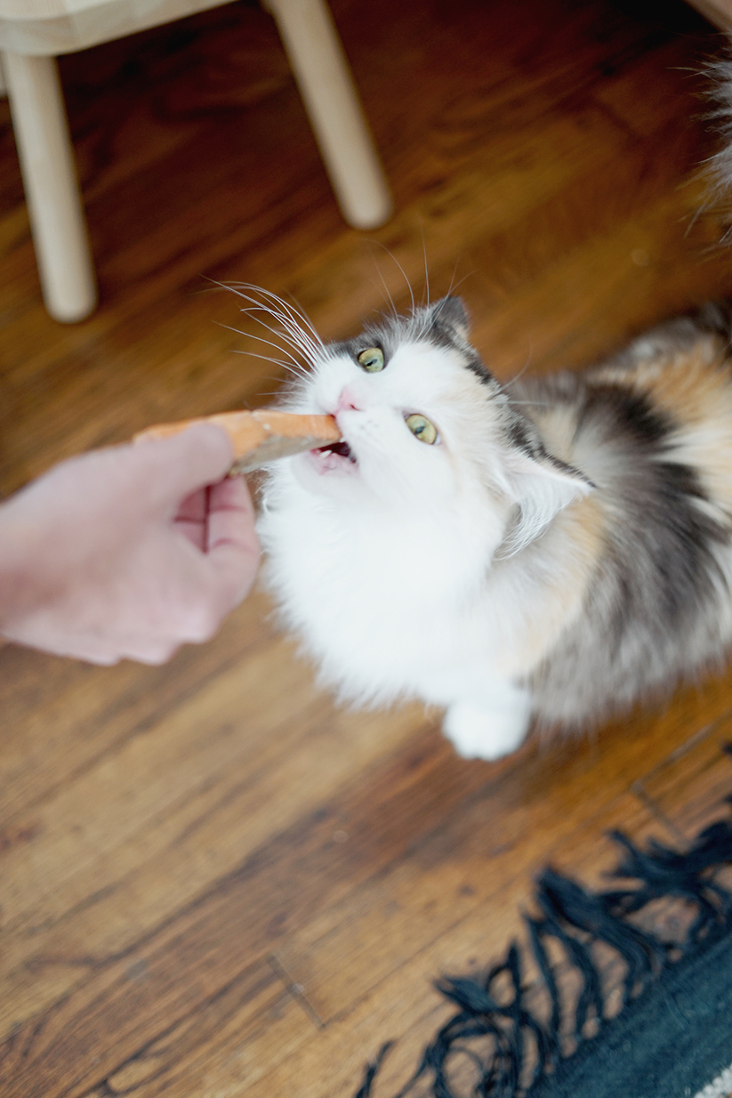 How to Make Painted Pet Bowls — The Green Mad House